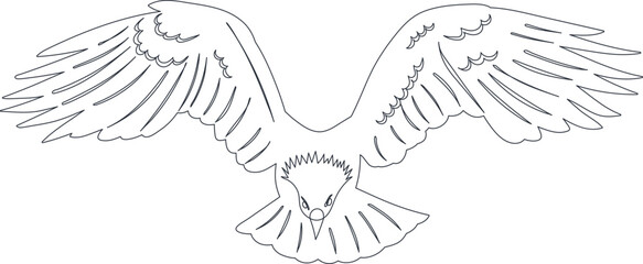 eagle flying front view sketch on white background, vector