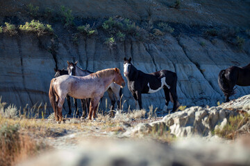 Wild (feral) horses in Theodore Roosevelt National Park, North Dakota