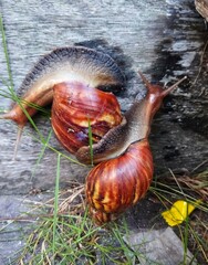 Burgundy snail (Helix pomatia) or escargot is a species land snail. Burgundy snail in old garden