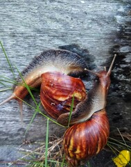 Burgundy snail (Helix pomatia) or escargot is a species land snail. Burgundy snail in old garden