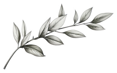 Obraz premium PNG Herb leaves drawing herbs sketch.