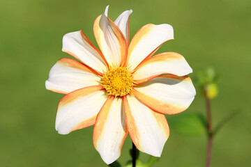 Dahlia, Solar Flare. This is a dahlia called Solar Flare.