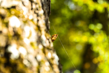 leaf in a spider's web, autumn time
