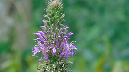 Obraz premium Lobelia
