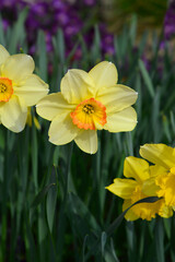 Obraz premium Daffodil Juanita flowers