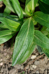 Gentian speedwell leaves