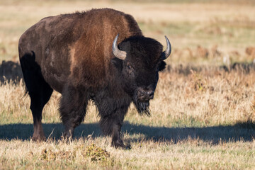 Photograph of an american bison in the wild © Steven