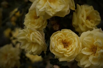 yellow rose flower