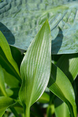 Obraz premium Hosta Devon Green leaves