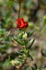 Rock rose Amabile Plenum flower
