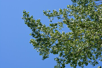 Candadian poplar branch