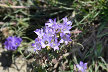 Grassy bells flowers