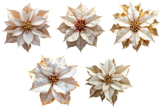 Set of Gold Poinsettia Christmas Eve flowers isolated on transparent background, png - Powered by Adobe