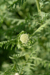 Gold plate yarrow flower bud