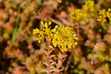 Rock stonecrop Angelina flowers