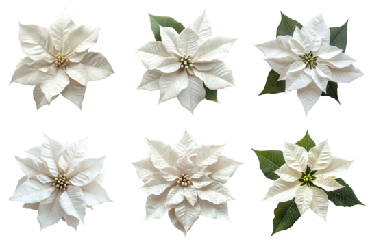 Set of White Poinsettia Christmas Eve flowers isolated on transparent background, png