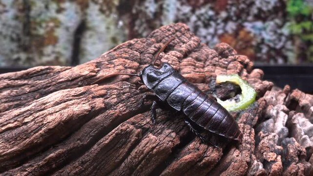 A Giant Cockroach (Princisia vanwaerebeki) in the zoo.Barcelona, Spain