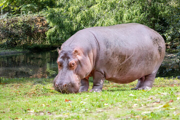Hippopotamus Grazing by Water in Lush Green Habitat
