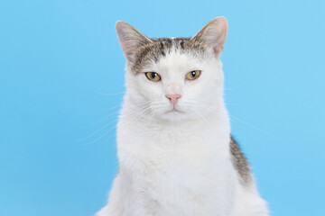 Beautiful white Cat looks at the camera. Kitten close-up on blue background. Without people. Studio portrait of a white cat. Pet shop. Indoor cat. Copy space.  World Pet day. Pet store poster design.