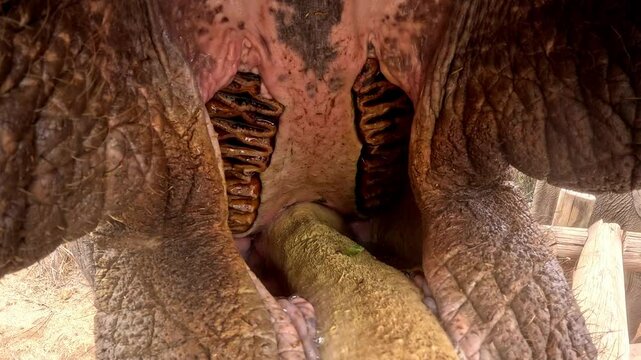 Inside the mouth of an African Elephant (Loxodonta africana) showing the molars he uses to eat with and grind grass, leaves, and bark. Slow motion, 25% natural speed.