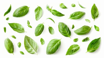 basil leaves isolated on a white background