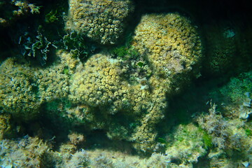 Caespitose tube coral or cladocora (Cladocora caespitosa) undersea, Aegean Sea, Greece, Alonissos island, Chrisi Milia beach