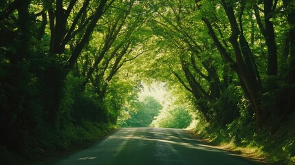 Obraz premium Close-up of a scenic road with a canopy of trees arching overhead, creating a tunnel of green and dappled sunlight
