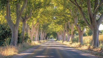 Obraz premium Close-up of a scenic road with a canopy of trees arching overhead, creating a tunnel of green and dappled sunlight
