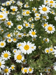 daisies in a field