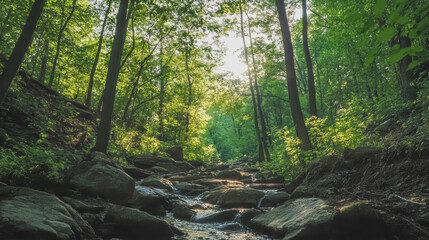Obraz premium Serene forest landscape with a gentle stream and sunlight filtering through lush green trees in a peaceful natural setting