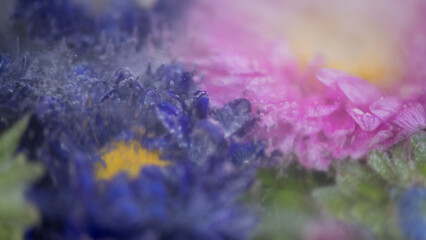 abstract macro background of purple and pink autumn aster flowers frozen in water