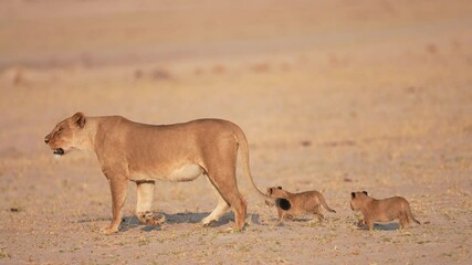 Mother Lioness with her young cubs or kittens moving them to a new location. Slow motion, 25 percent natural speed.