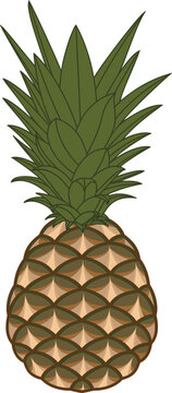 tasty color pineapple vector illustration