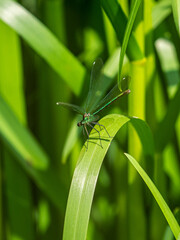 dragonfly on a green leaf