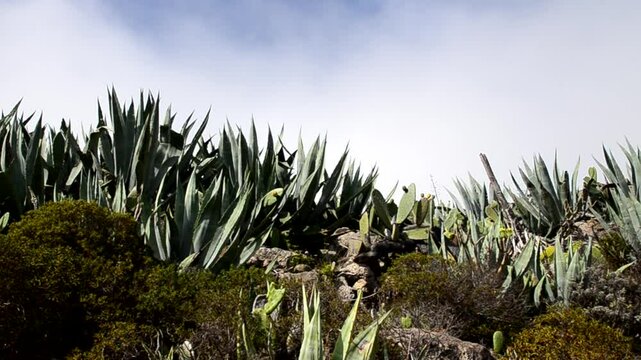Agave americana or Century plants growing wild in Teno Alto,Tenerife,Canary Islands, Spain.Travel concept.Selective focus.