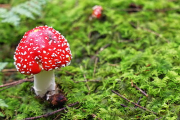 fly agaric, red mushroom, fly agaric on a green lawn, mushrooms in the forest, hallucinogen, poison, dangerous mushroom