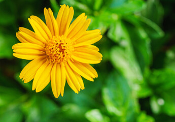 blooming pretty yellow creeping daisy flower, close-up of pollen yellow creeping daisy flower,  yellow creeping daisy flowers growing in rainy season