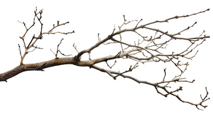 dry twigs isolated on white background ,Dry branchs of dead tree with cracked dark bark.beautiful dry branchs of tree isolated on white background
