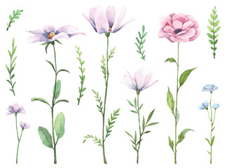 Watercolor wild flowers with green herbs on white background. Hand drawn beautiful flowers and greenery, aquarelle elements for greeting cards, wedding design