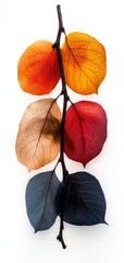 Fototapeta premium A branch with four translucent leaves in vivid colors, including orange, blue, yellow, and white, arranged on a white backdrop.