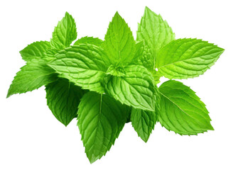 PNG Plant herbs leaf spearmint.