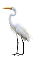 Great Egret Bird on White Background, Photo Realistic, Pattern Background, Wallpaper, Cover and Screen for Smartphone, PC, Laptop, 9:16 and 16:9 Format