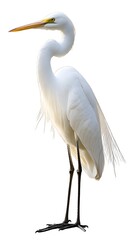 Obraz premium Great Egret Bird on White Background, Photo Realistic, Pattern Background, Wallpaper, Cover and Screen for Smartphone, PC, Laptop, 9:16 and 16:9 Format