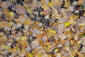Autumn maple leaves background