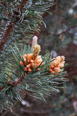 Pinus, Blüte der Kiefer, Kiefernblüte in Orange