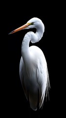 Fototapeta premium Great Egret Bird on Black Background, Photo Realistic, Pattern Background, Wallpaper, Cover and Screen for Smartphone, PC, Laptop, 9:16 and 16:9 Format