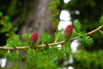 Blüten der europäischen Lärche wachsen an einem Zweig, Larix decidua, larch flower