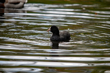 Blässhuhn (Fulica atra) auf dem Wasser, Seitenansicht