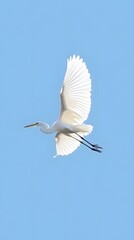Fototapeta premium Great Egret Bird Flying in Nature Under Blue Sky, Photo Realistic, Pattern Background, Wallpaper, Cover and Screen for Smartphone, PC, Laptop, 9:16 and 16:9 Format