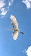 Obraz premium Great Egret Bird Flying in Nature Under Blue Sky, Photo Realistic, Pattern Background, Wallpaper, Cover and Screen for Smartphone, PC, Laptop, 9:16 and 16:9 Format